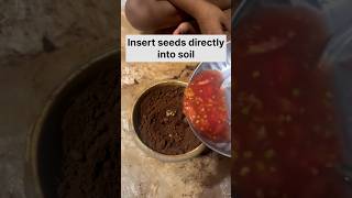 🍅 How to grow tomato plant from seeds  Growing tomatoes at home [upl. by Gregory844]