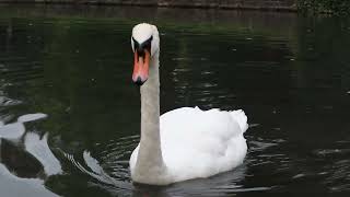 Swan Dinner Thought he was going to eat the camera bird food [upl. by Ollie337]