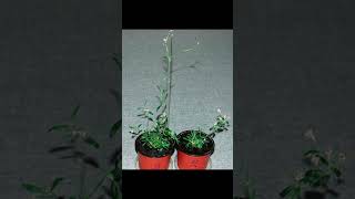 Scientists have revived a plant buried in Siberian permafrost  This plant is 32000 years old [upl. by Roby]