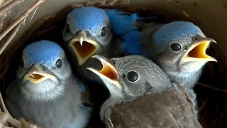 Live Nest Cam Captures Incredible Transformation of Baby Bluebirds [upl. by Ishmael922]