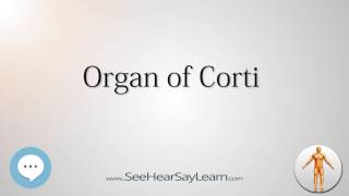 Organ of Corti Anatomy Named After People 🔊 [upl. by Zulema]