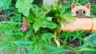 Relaxing  Gardening  Nature  Growing 45 undertheskyuts [upl. by Aicilev]