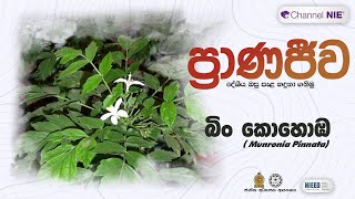 බිං කොහොඹ  Munronia pinnata  ප්‍රාණජිව  දේශීය ඔසු පැළ හදුනා ගනිමු [upl. by Allimac]