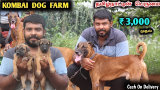 KOMBAI Dogs Kannai Chippiparai Native Dog Farm  தமிழ்நாட்டின் பெருமை Kombai dog puppies [upl. by Artus856]