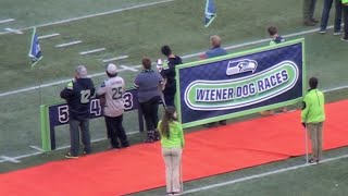 Wiener Dog Races at CenturyLink Field 11222015 [upl. by Anawqahs]