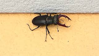 Hirschkäfer Riesen Käfer Die größten Insekten Das größe Insekt der Welt Lucanus cervus Stag Beetle [upl. by Luhar216]