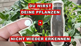 Tomaten Anbauen  WELTBESTER DÜNGER zum Selbermachen für Tomaten und andere Jungpflanzen [upl. by Jeddy]