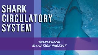 The Shark Circulatory System [upl. by Naerb]