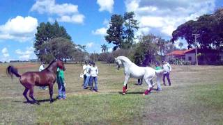 Arabian horse  Haras Engenho Brazil  Hylan [upl. by Rednas]