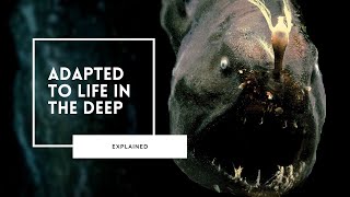 How to Survive the Deep Sea [upl. by Judy]