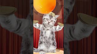 I did it 4  ping pong ball song funny pets funny cat animation  healing  재미있는 고양이 애니메이션 힐링샵 [upl. by Bengt]