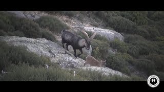 Hunting in Spain  quotStalking Gredos Ibexquot [upl. by Edyth]