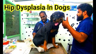 Hip dysplasia in Dogs  Care and Management of Hip dysplasia in Dogs [upl. by Radferd]