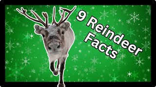 🦌9 Fascinating Reindeer Facts For Kids [upl. by Llenna335]