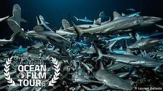 International OCEAN FILM TOUR Volume 6  700 SHARKS [upl. by Eidurt658]