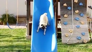 Pugs on Slides [upl. by Ccasi]