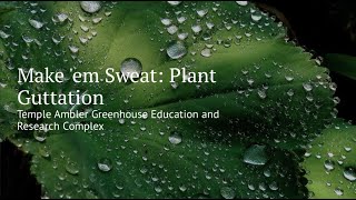 World Water Day Make ‘Em Sweat  Plant Guttation [upl. by Nylcoj]