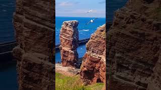 Lummenfelsen der Insel Helgoland Vogelfelsen [upl. by Nnasus]