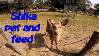 Todaiji Nara park Japan [upl. by Anelle]