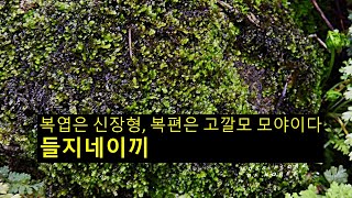 들지네이끼 Frullania taradakensis Steph [upl. by Nicki]