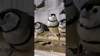 Doublebarred finch Birds 🐦🌿 DoubleBarredFinchBirds PetBirds BirdsForSale YouTubePetChannel [upl. by Annairt]