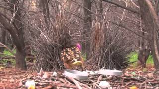 Western Bowerbird [upl. by Mcgray]