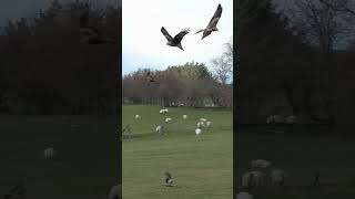 Red Kites  Birds Flying [upl. by Nrubyar]