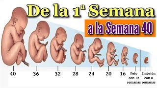 👶 EMBARAZO SEMANA A SEMANA 🤰 Desarrollo Fetal Desde la Semana 1 a la 40 en el Vientre Materno ❤️ [upl. by Ajay]