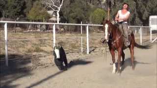 Camarillo Performance Horses  First Time Cutting [upl. by Oiraved825]