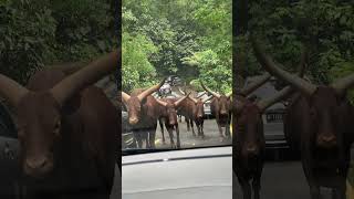 Encounter with Big Horned Cattle on the Road [upl. by Atteloiv]