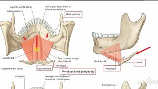 Suprahyoid muscles 1 [upl. by Coumas54]