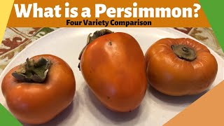 What is a Persimmon Four Variety Comparison [upl. by Enitsenre861]