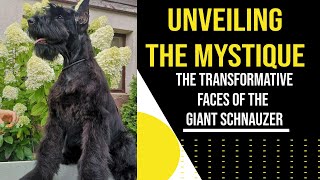 Giant Schnauzer Style Secrets Uncovered 3 Captivating Looks to Adore  RoyalGiantSchnauzerscom [upl. by Aziza778]