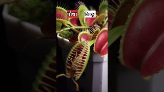 बिच्छू को खाने वाला पौधा  venus fly trap plant [upl. by Coppock369]