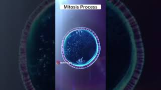 Mitosis  Animal cell division process  Class 10 Biology  Cell cycle [upl. by Niattirb]