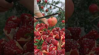 Amazing punica granatum cutting shortvideo facts garden [upl. by Grim]