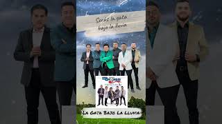 La Gata Bajo La Lluvia · 2017 grupobryndis elgrupoquelecantaalamor [upl. by Aver]