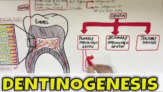 Dentinogenesis  Dentin Composition Structure Types and Formation [upl. by Weinstein660]