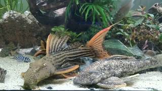 Hypostomus L360a [upl. by Lamond]