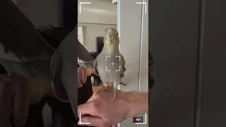 Adorable Cockatiel Shows Off Amazing Whistling Skills [upl. by Allwein637]