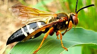 This Beast Will Slay Its Prey Cicada Killer [upl. by Chandal]