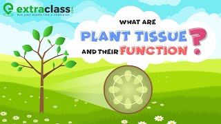 What are plant tissue and their function  Biology  Extraclasscom [upl. by Fasa580]