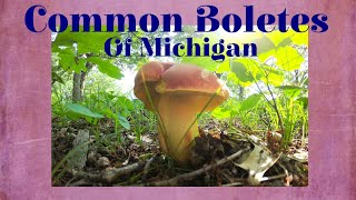 Common Boletes of Michigan [upl. by Ereynihc132]