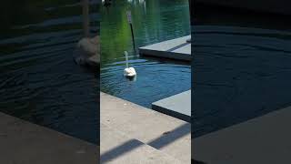 Royal Mute Swan Preens amp Trumpeter Swan Wags Tail amp Swims Past No Fishing Sign at Lake Eola Park [upl. by Rida]