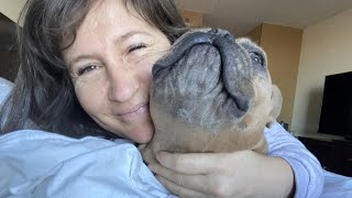 Runaway French Bulldog ‘Rescued’ Ends Up 3000 Miles Away [upl. by Meesan]