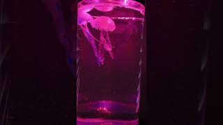 jellyfish lamp [upl. by Nylisoj]