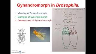 Gynandromorph in DrosophilaGenetics [upl. by Greenwald]