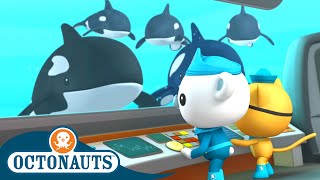 Octonauts  Finding Orcas and The Midnight Zone  Cartoons for Kids  Underwater Sea Education [upl. by Mcknight184]