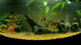 Evening in my community 125 gal aquarium with Relaxing spa music beautiful 4K video for ambiance [upl. by Vasos]