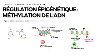 Méthylation de lADN  Biochimie Facile [upl. by Murtagh]